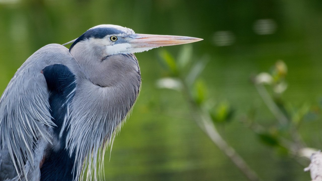 Обои вода, птица, клюв, цапля, голубая цапля, water, bird, beak, heron, blue heron разрешение 4368x2912 Загрузить