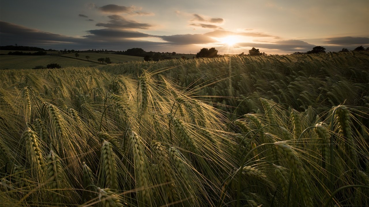 Обои закат, лето, колосья, пшеница, sunset, summer, ears, wheat разрешение 2048x1367 Загрузить