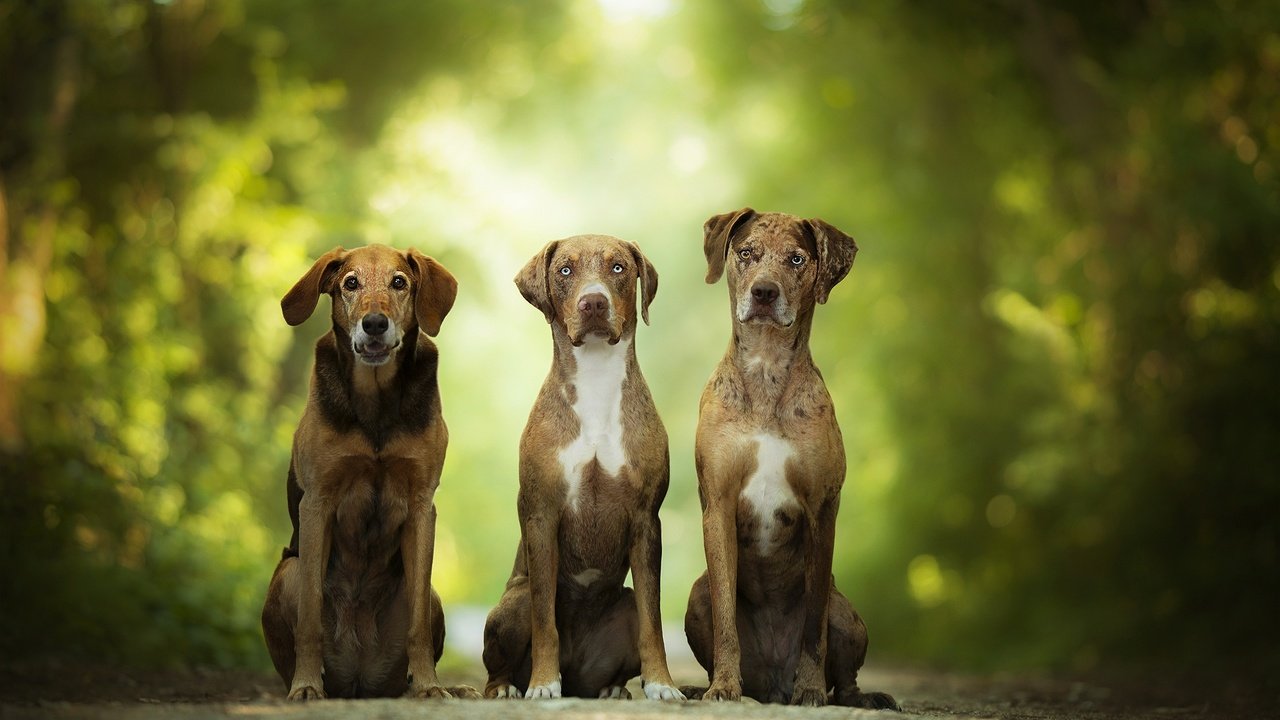 Обои зелень, размытость, собаки, боке, catahoula leopard dog, greens, blur, dogs, bokeh разрешение 2048x1253 Загрузить