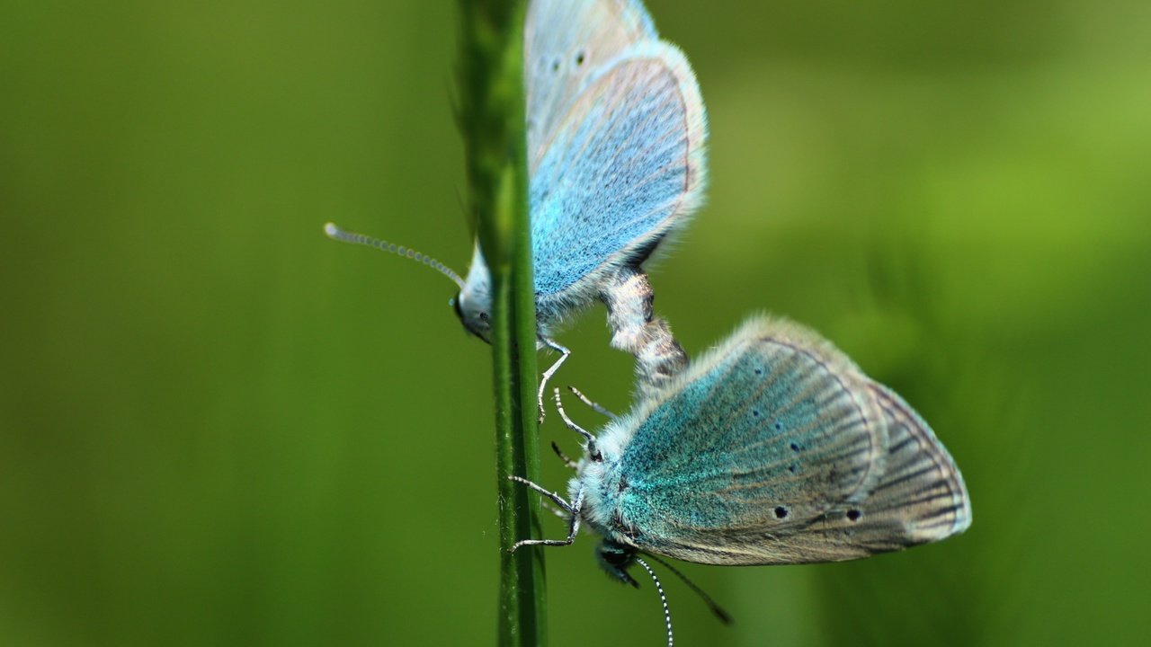 Обои зелень, макро, фон, насекомые, травка, бабочки, greens, macro, background, insects, weed, butterfly разрешение 1920x1280 Загрузить