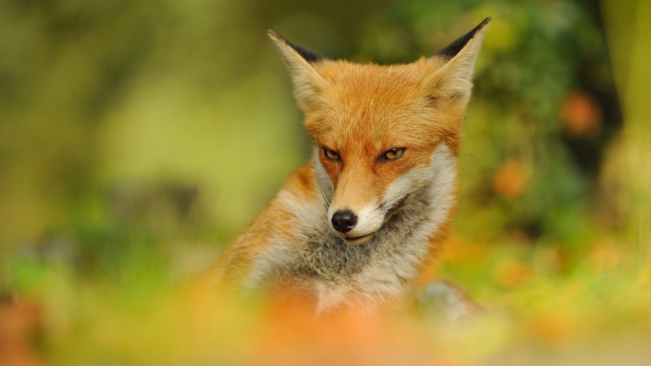 Обои природа, фон, мордочка, взгляд, рыжая, лиса, размытость, лисица, nature, background, muzzle, look, red, fox, blur разрешение 2048x1152 Загрузить