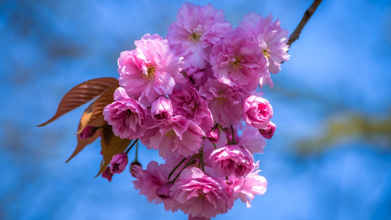 Обои небо, цветы, ветка, цветение, лепестки, весна, вишня, сакура, the sky, flowers, branch, flowering, petals, spring, cherry, sakura разрешение 6000x3375 Загрузить