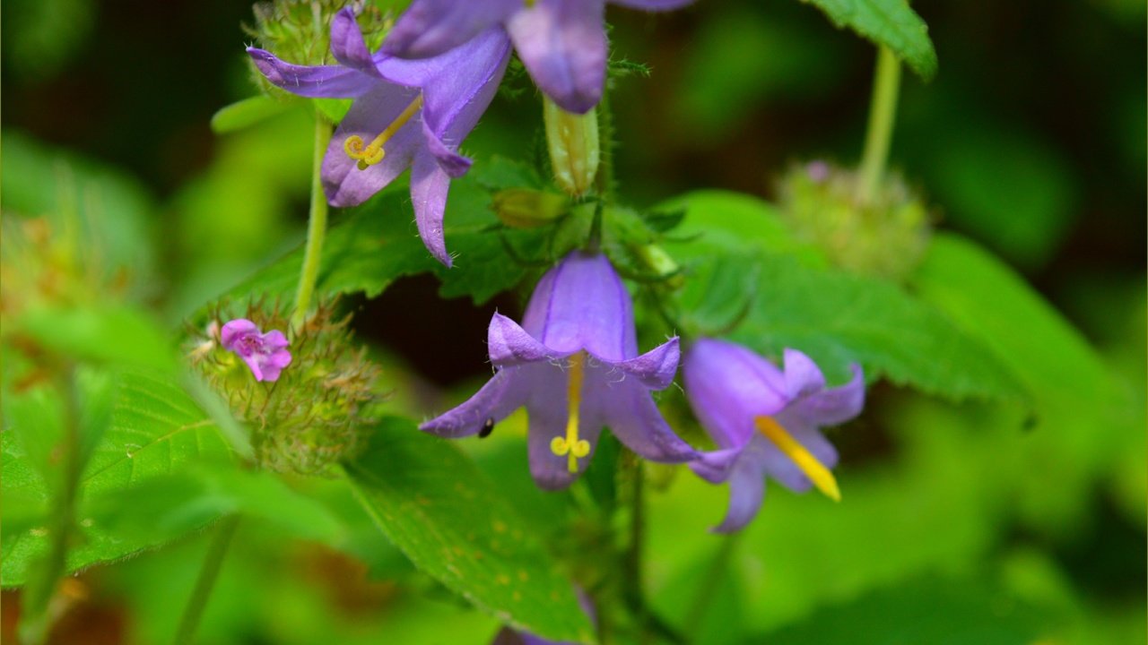 Обои цветы, листья, колокольчики, колокольчик, flowers, leaves, bells, bell разрешение 3004x1834 Загрузить