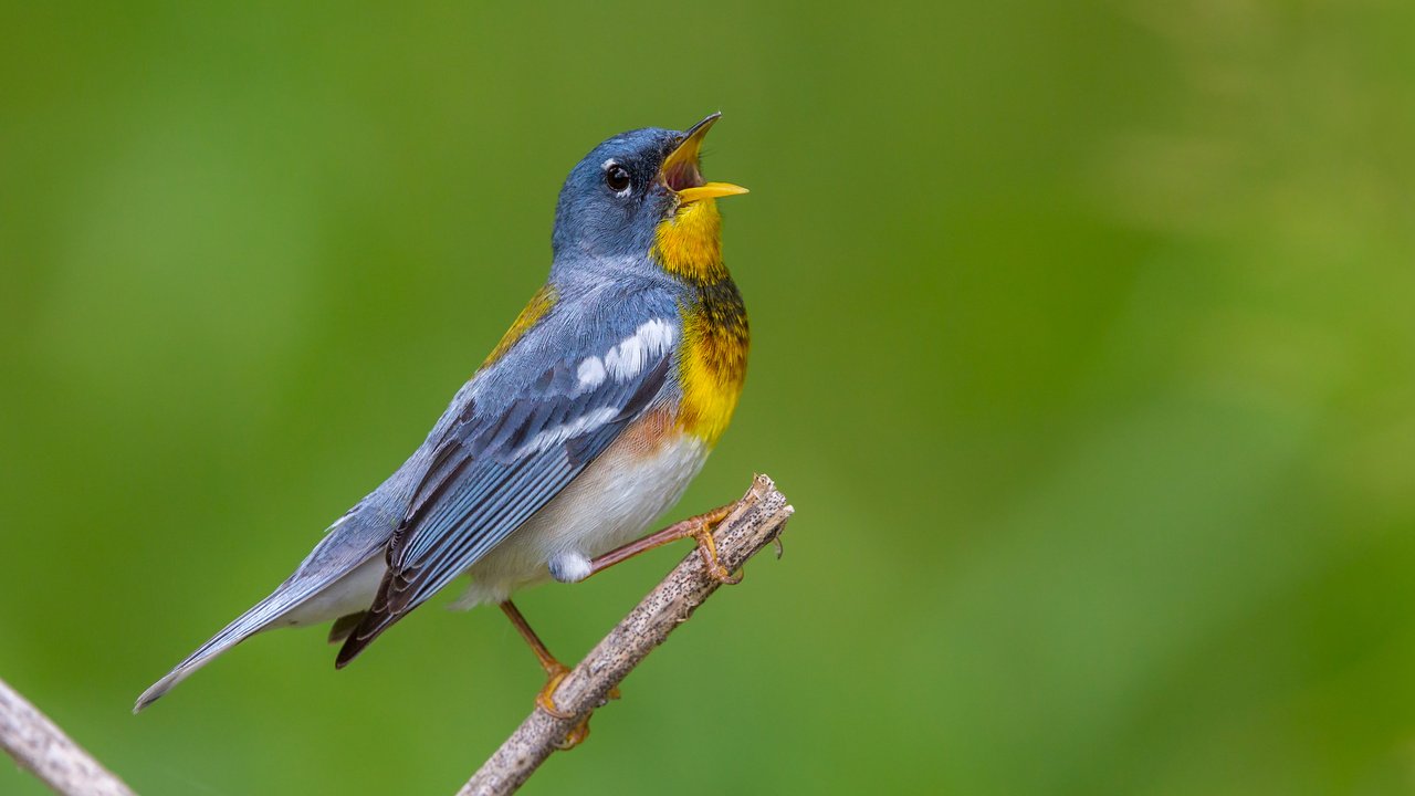 Обои птица, клюв, перья, белоглазая парула, славка, bird, beak, feathers, ferruginous of parul, warbler разрешение 2880x1800 Загрузить