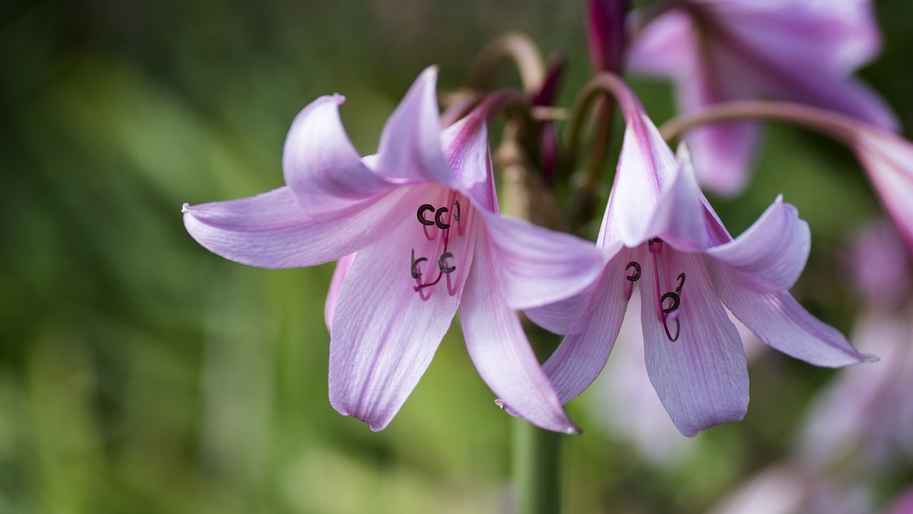 Обои цветы, макро, лепестки, лилии, flowers, macro, petals, lily разрешение 1920x1200 Загрузить