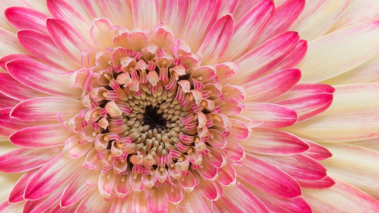 Обои макро, цветок, лепестки, цвет, тычинки, хризантема, астра, macro, flower, petals, color, stamens, chrysanthemum, astra разрешение 2048x1366 Загрузить