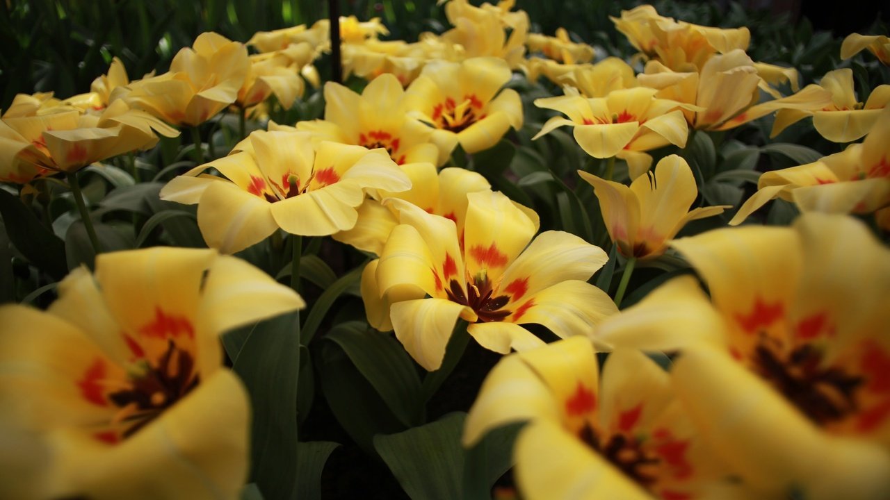 Обои цветы, цветение, лепестки, весна, тюльпаны, flowers, flowering, petals, spring, tulips разрешение 2048x1365 Загрузить