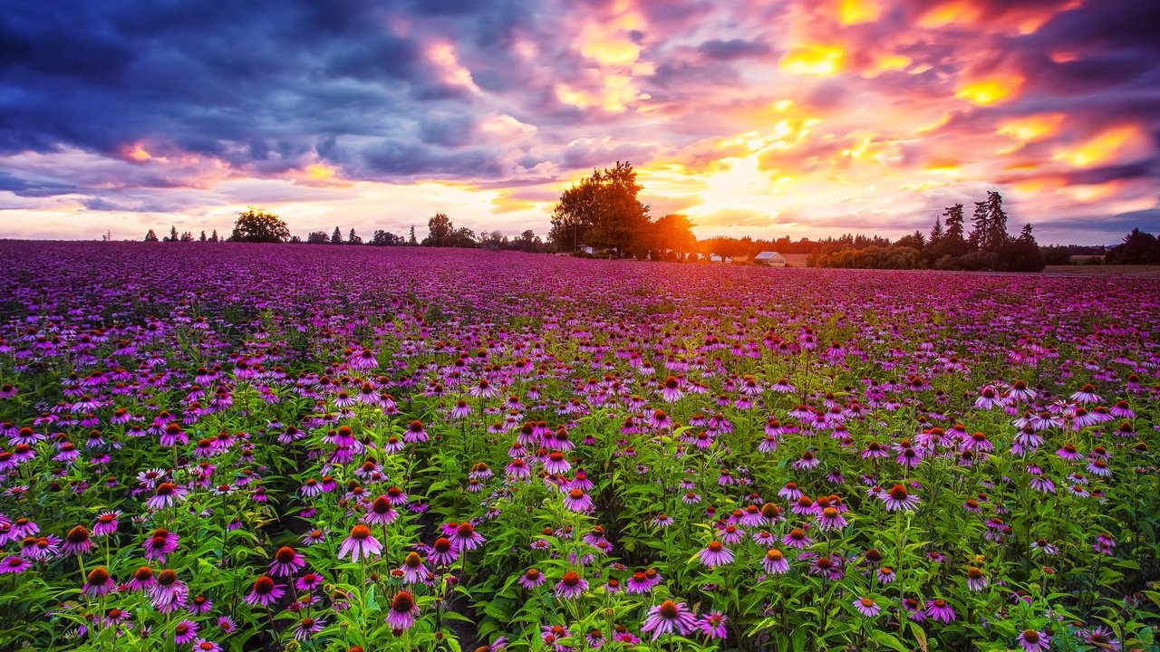 Обои небо, цветы, облака, закат, поле, эхинацея, pacific northwest, the sky, flowers, clouds, sunset, field, echinacea разрешение 2048x1367 Загрузить