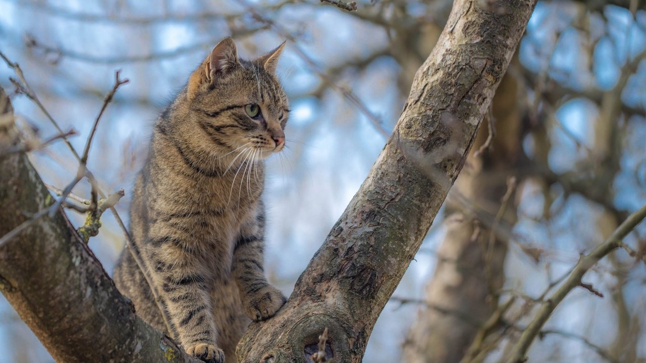 Обои дерево, кот, мордочка, усы, ветки, кошка, взгляд, tree, cat, muzzle, mustache, branches, look разрешение 2048x1280 Загрузить