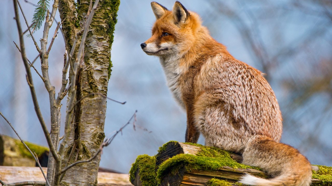 Обои дерево, животные, рыжая, лиса, профиль, мох, лисица, хвост, tree, animals, red, fox, profile, moss, tail разрешение 4829x2716 Загрузить