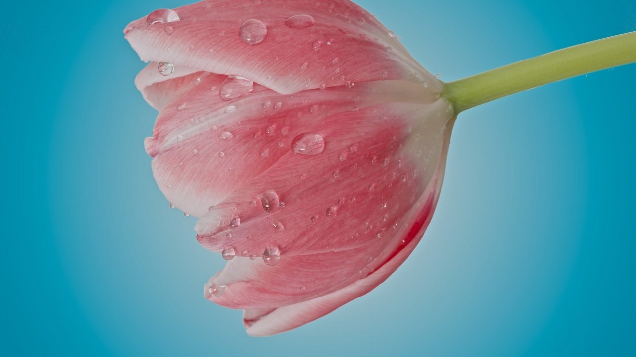 Обои цветок, капли, лепестки, бутон, розовый, тюльпан, flower, drops, petals, bud, pink, tulip разрешение 2048x1357 Загрузить