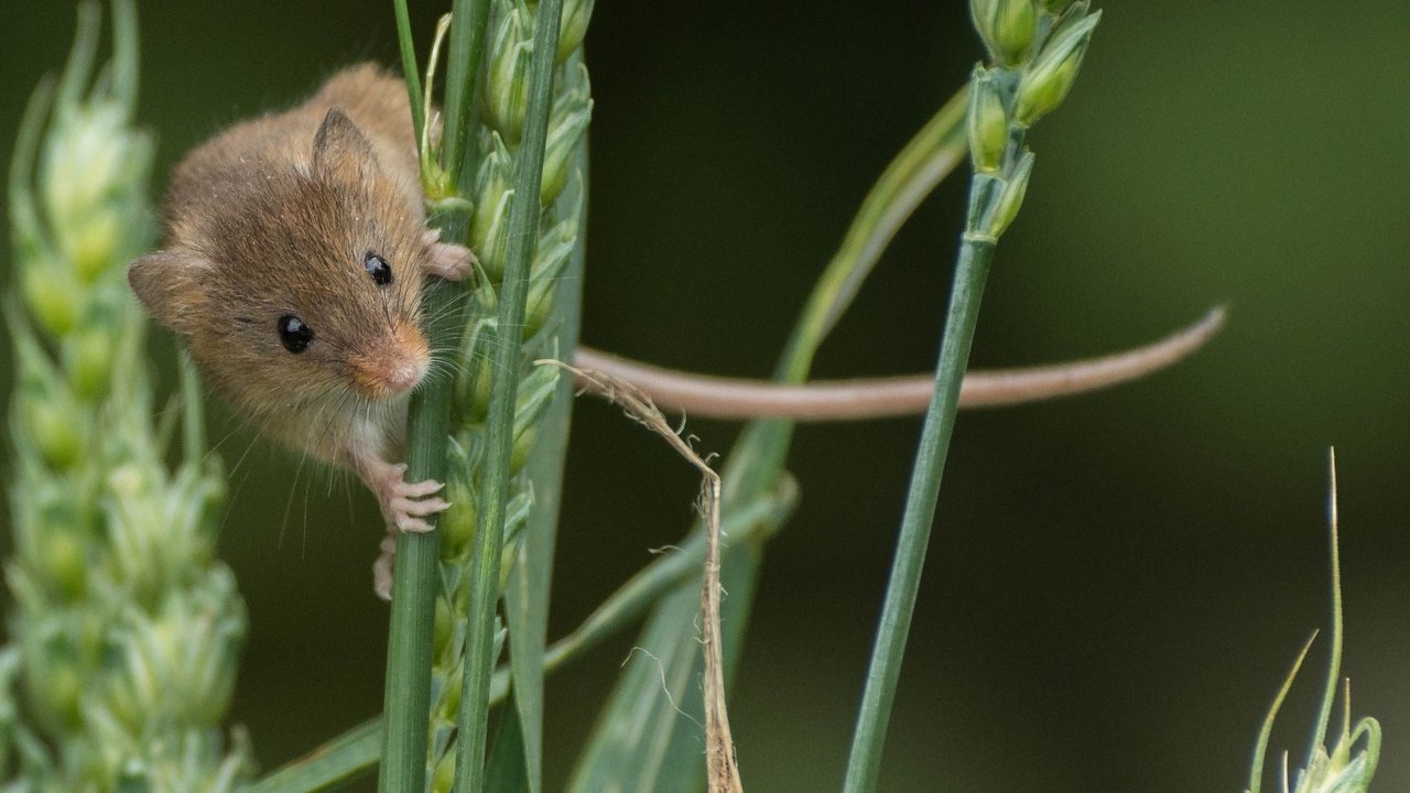 Обои колосья, мышь, животное, зверек, грызун, ears, mouse, animal, rodent разрешение 2696x1742 Загрузить