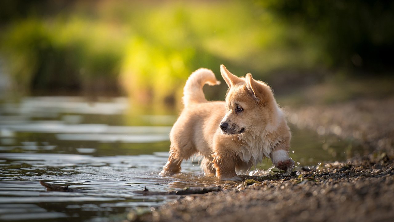 Обои вода, пемброк, природа, nicole trenker, ручей, собака, щенок, животное, вельш-корги, корги, water, pembroke, nature, stream, dog, puppy, animal, welsh corgi, corgi разрешение 1920x1200 Загрузить