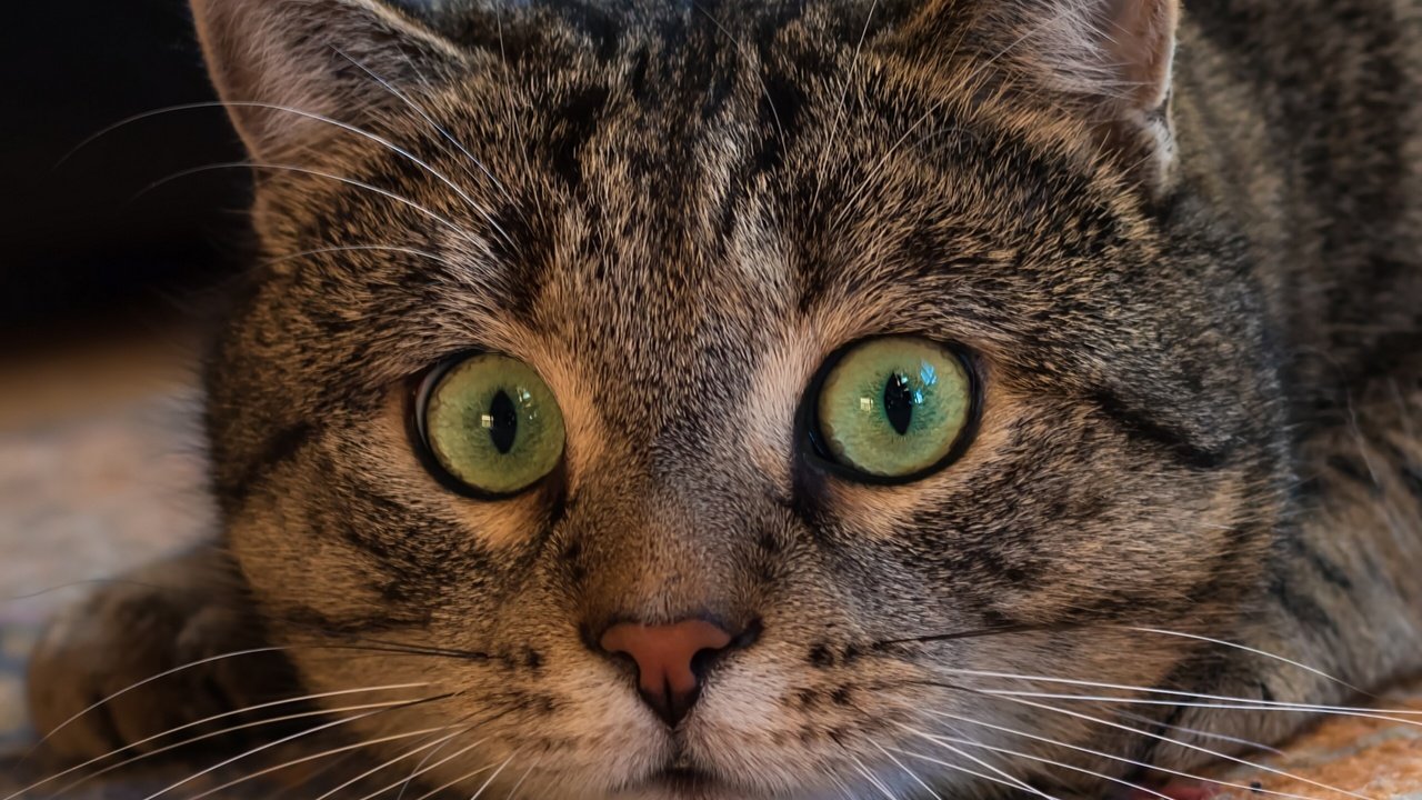 Обои кот, мордочка, усы, кошка, взгляд, cat, muzzle, mustache, look разрешение 2560x2398 Загрузить