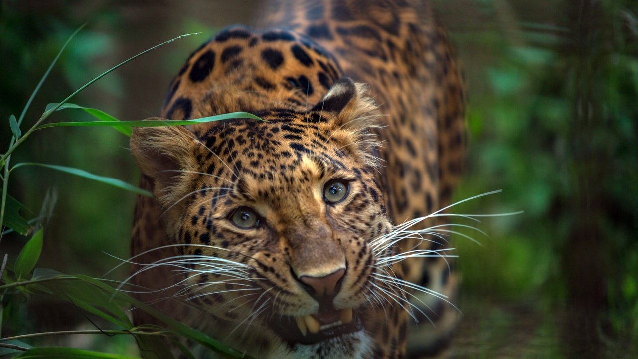 Обои морда, трава, взгляд, леопард, хищник, зубы, дикая кошка, face, grass, look, leopard, predator, teeth, wild cat разрешение 1920x1280 Загрузить