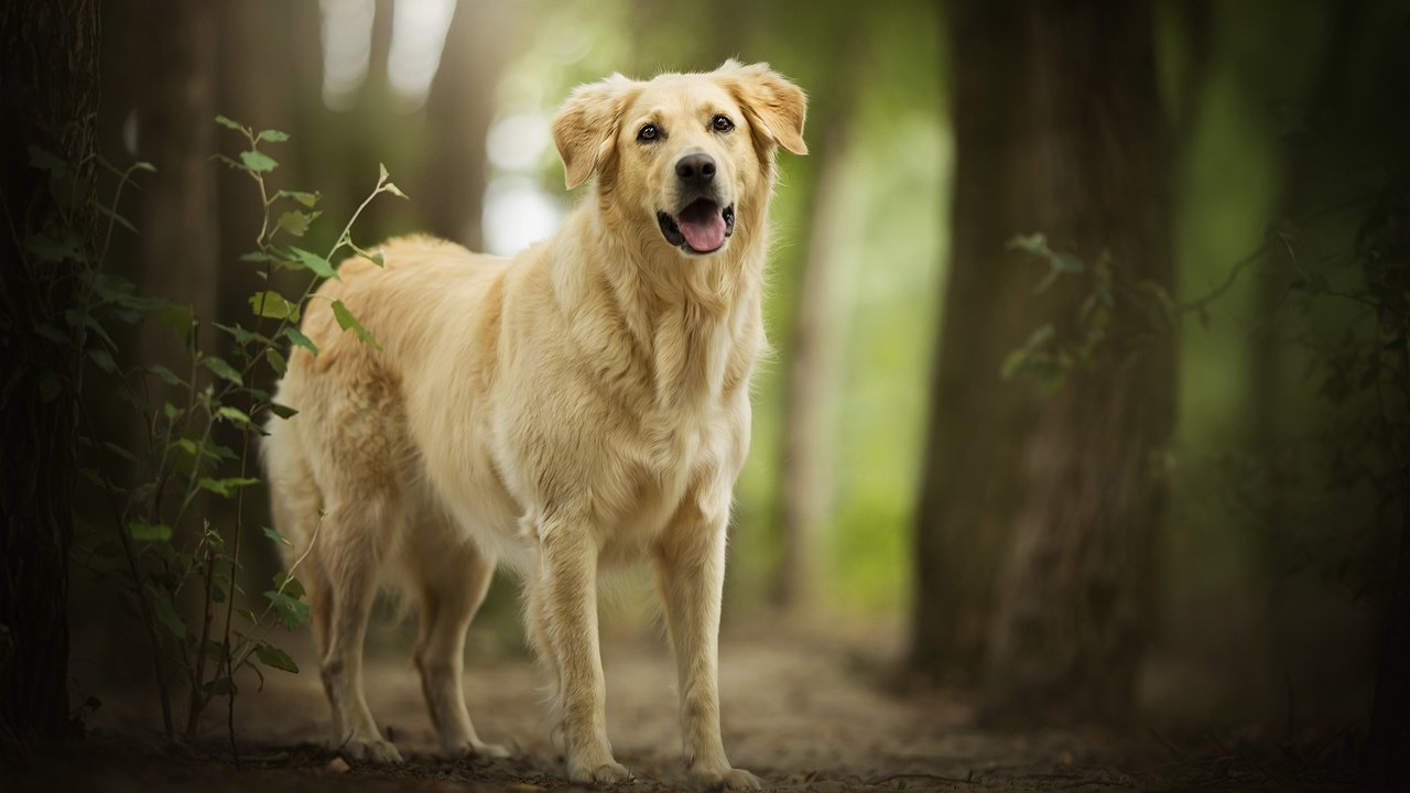 Обои лес, друг, боке, золотистый ретривер, голден ретривер, amara, forest, each, bokeh, golden retriever разрешение 2048x1367 Загрузить