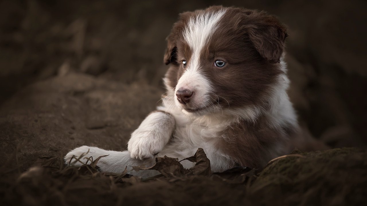 Обои листья, собака, щенок, животное, пес, бордер-колли, claudio piccoli, leaves, dog, puppy, animal, the border collie разрешение 2048x1365 Загрузить