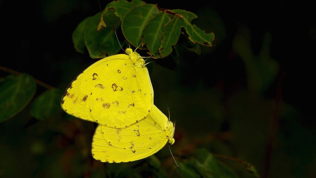 Обои листья, макро, крылья, насекомые, бабочки, желтые, leaves, macro, wings, insects, butterfly, yellow разрешение 2048x1266 Загрузить