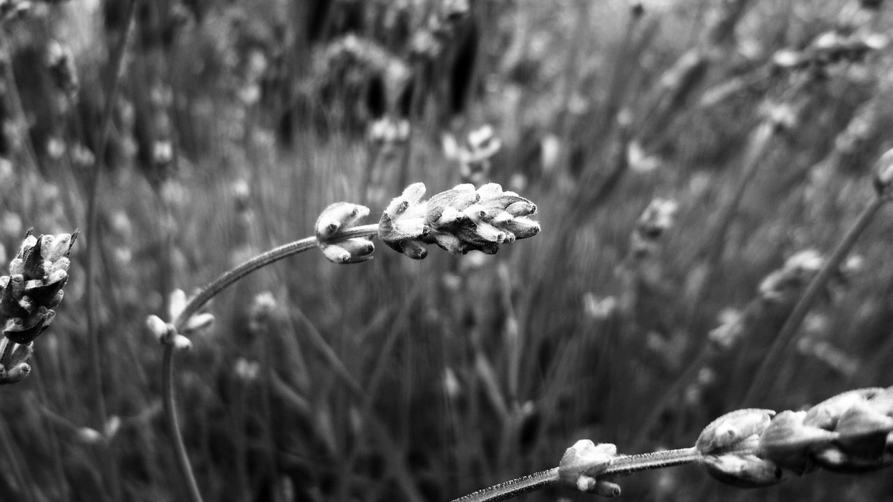 Обои природа, растения, макро, чёрно-белое, размытость, колоски, nature, plants, macro, black and white, blur, spikelets разрешение 2447x1634 Загрузить