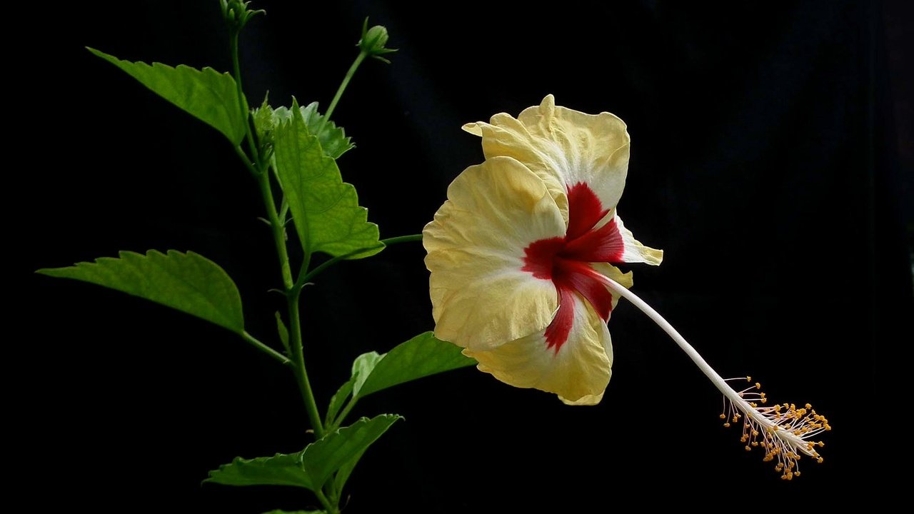 Обои макро, фон, лепестки, гибискус, macro, background, petals, hibiscus разрешение 2048x1205 Загрузить