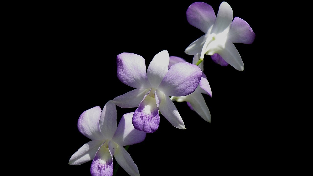 Обои цветы, макро, фон, лепестки, черный фон, орхидея, соцветие, flowers, macro, background, petals, black background, orchid, inflorescence разрешение 3600x2145 Загрузить