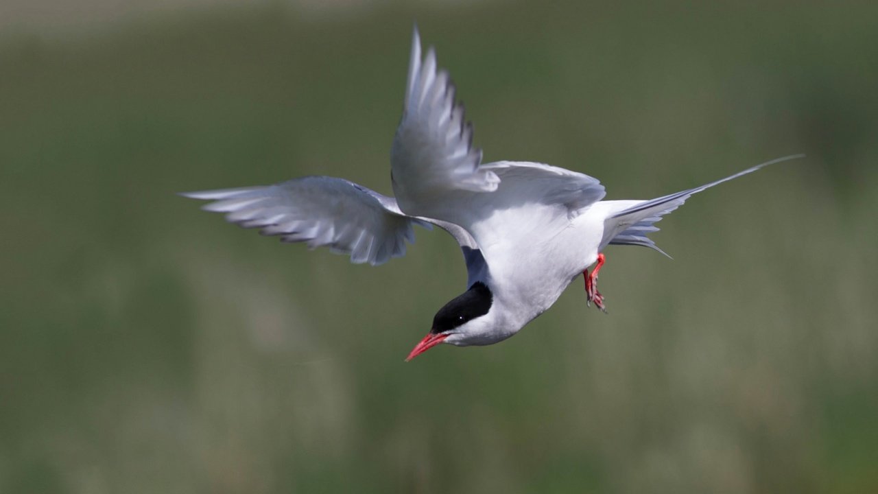 Обои полет, крылья, птица, клюв, хвост, полярная крачка, flight, wings, bird, beak, tail, arctic tern разрешение 2048x1152 Загрузить