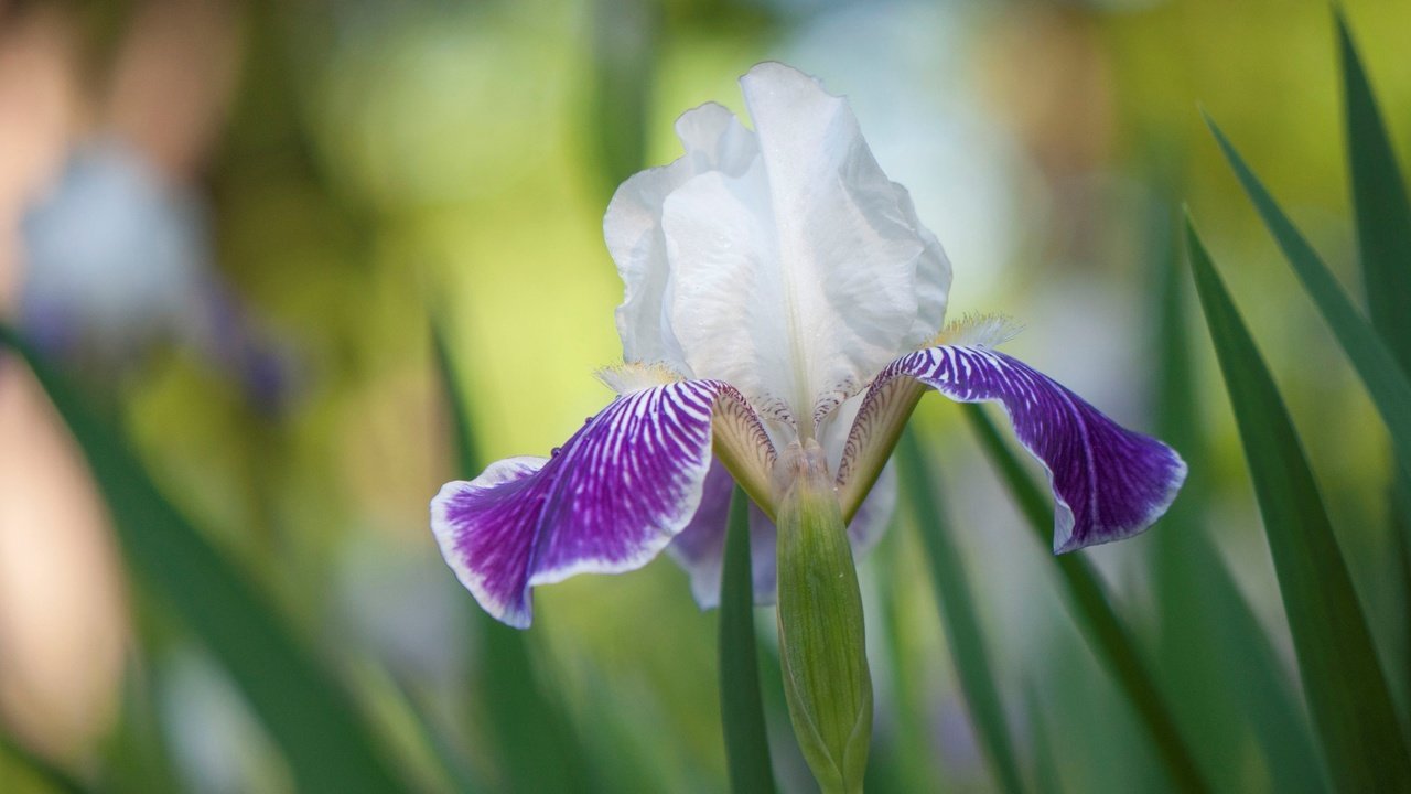 Обои природа, цветок, лепестки, ирис, касатик, nature, flower, petals, iris разрешение 4288x2848 Загрузить