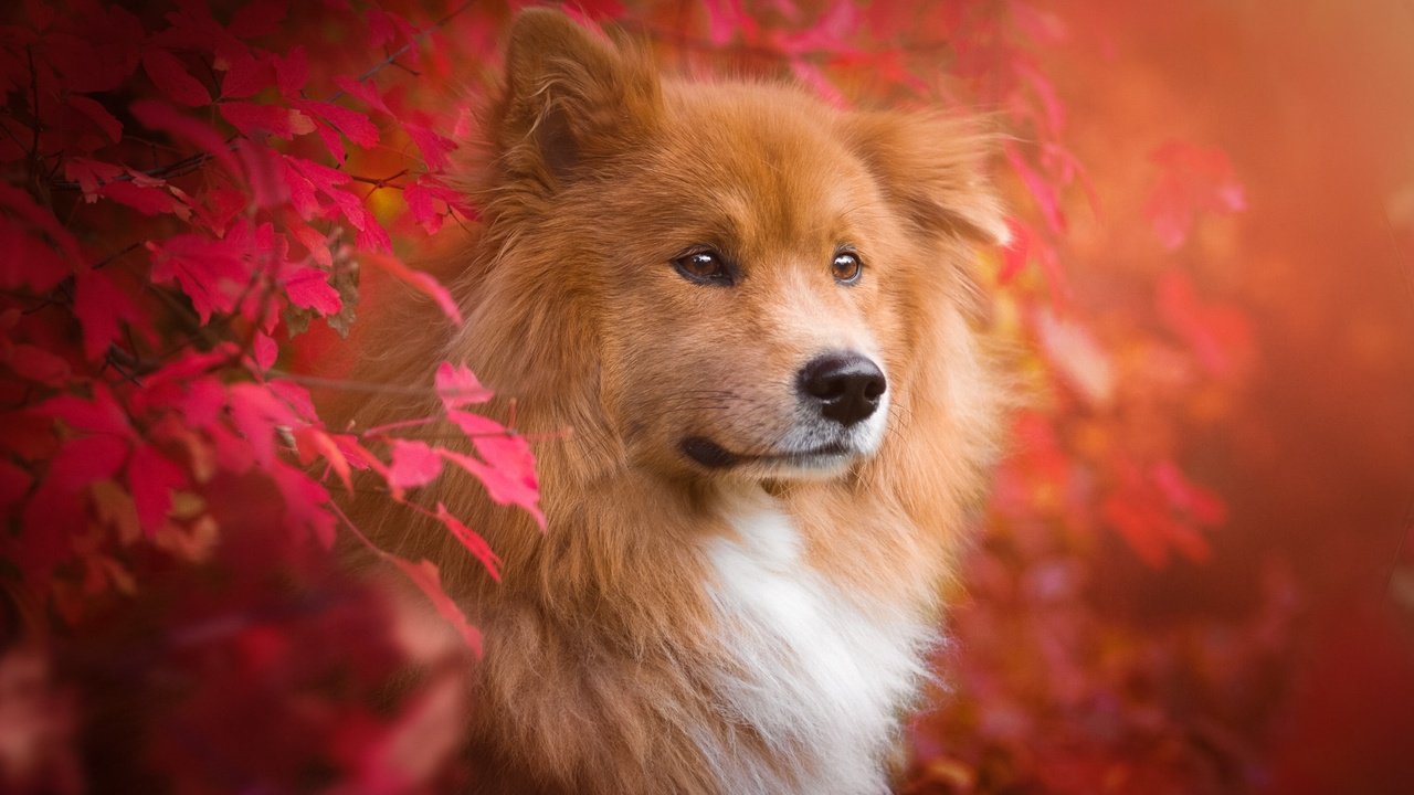 Обои природа, листья, ветки, осень, собака, животное, пес, евразиер, birgit chytracek, nature, leaves, branches, autumn, dog, animal, the eurasier разрешение 2048x1365 Загрузить