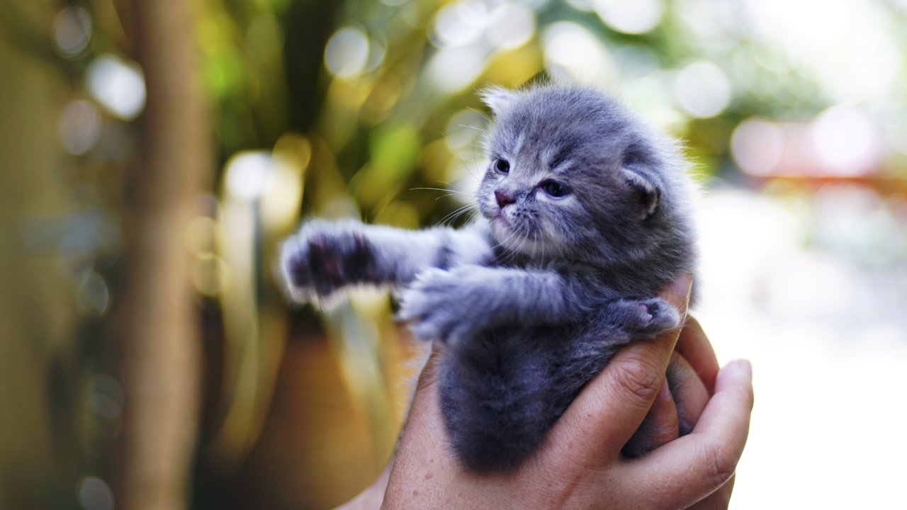 Обои рука, лапки, фон, кот, кошка, котенок, маленький, серый, пальцы, малыш, baby, hand, legs, background, cat, kitty, small, grey, fingers разрешение 5251x2954 Загрузить