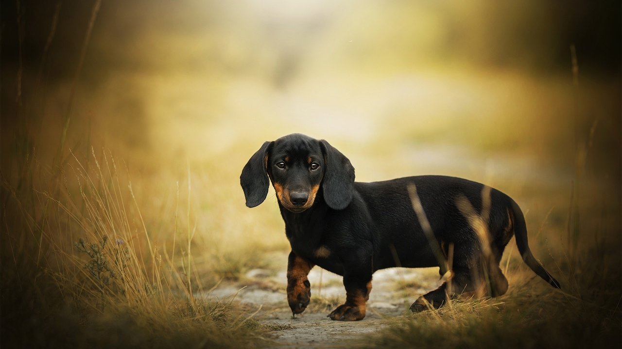 Обои мордочка, взгляд, собака, такса, боке, eddie, muzzle, look, dog, dachshund, bokeh разрешение 2048x1255 Загрузить