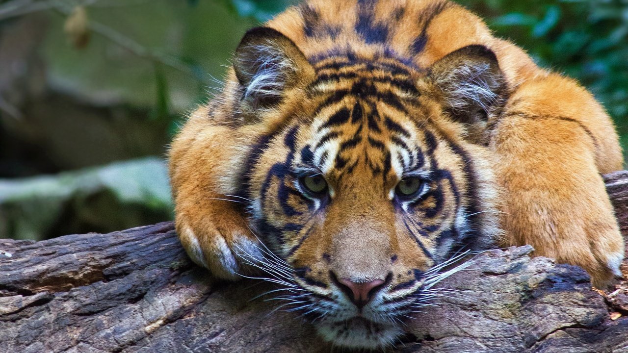 Обои тигр, морда, взгляд, хищник, бревно, дикая кошка, tiger, face, look, predator, log, wild cat разрешение 2048x1641 Загрузить