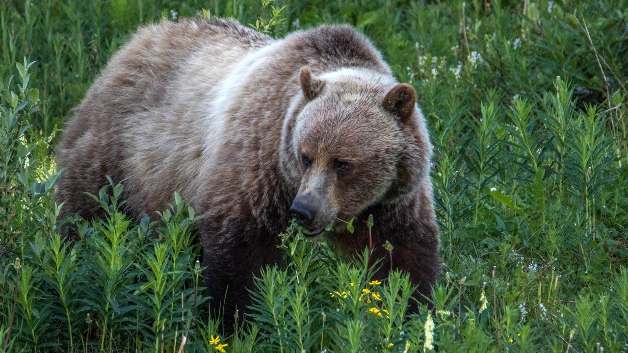 Обои трава, природа, растения, медведь, бурый медведь, grass, nature, plants, bear, brown bear разрешение 2700x1800 Загрузить