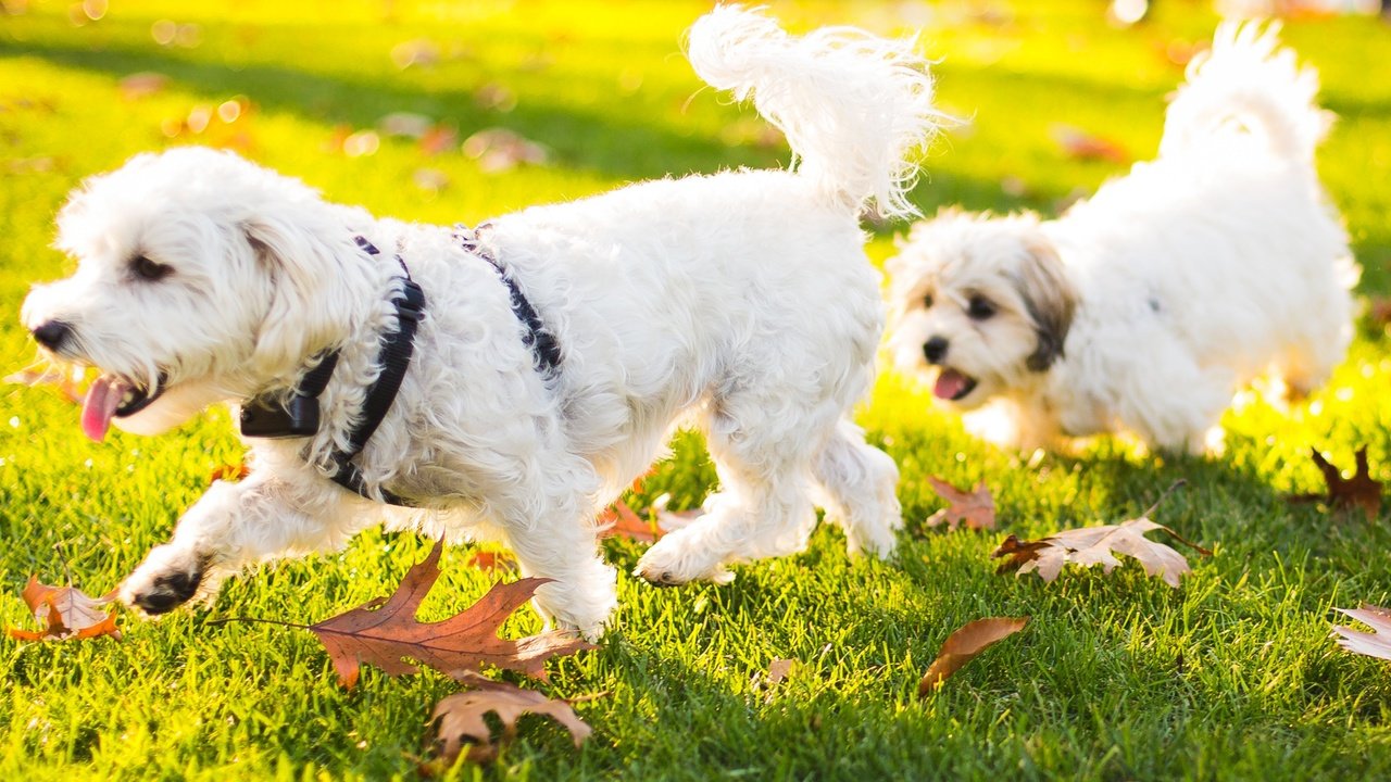 Обои трава, природа, листья, животные, щенок, собаки, бишон фризе, grass, nature, leaves, animals, puppy, dogs, bichon frise разрешение 2868x1600 Загрузить