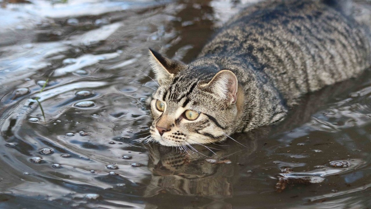 Обои вода, кот, мордочка, усы, кошка, взгляд, заплыв, пловец, water, cat, muzzle, mustache, look, swim, swimmer разрешение 2048x1365 Загрузить