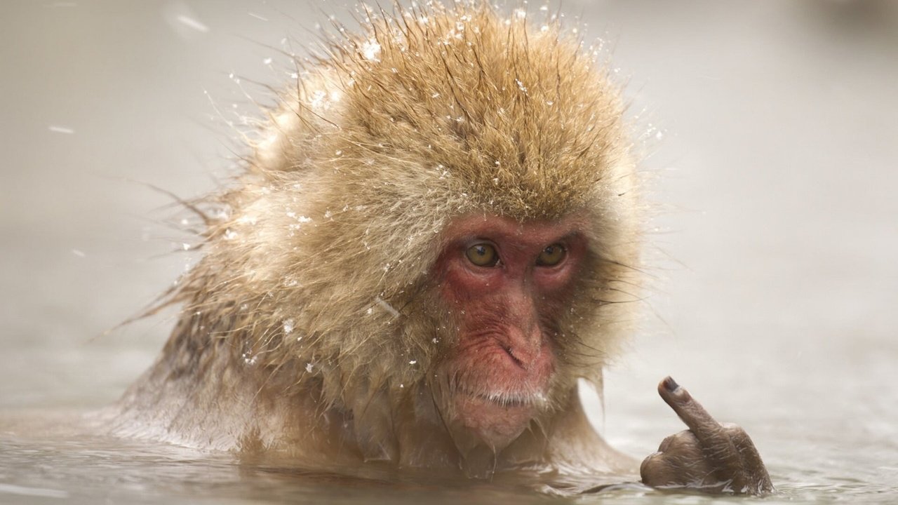 Обои вода, снег, палец, животное, купание, обезьяна, макака, water, snow, finger, animal, bathing, monkey разрешение 1920x1280 Загрузить