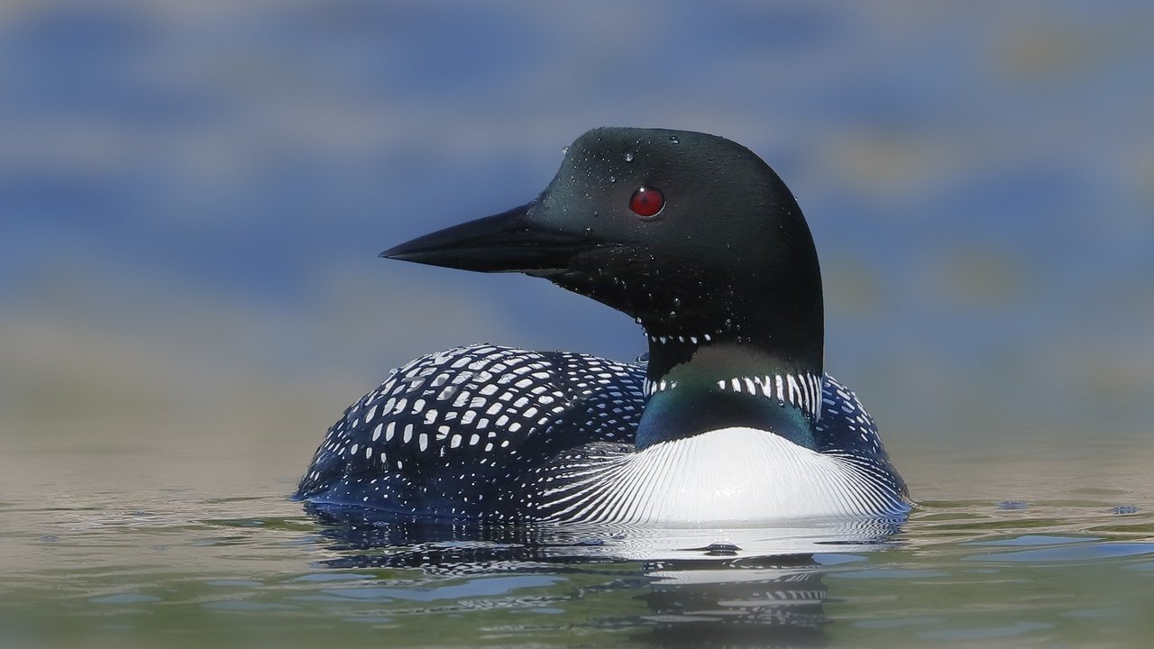 Обои вода, птица, клюв, перья, утка, плывет, water, bird, beak, feathers, duck, floats разрешение 2048x1365 Загрузить