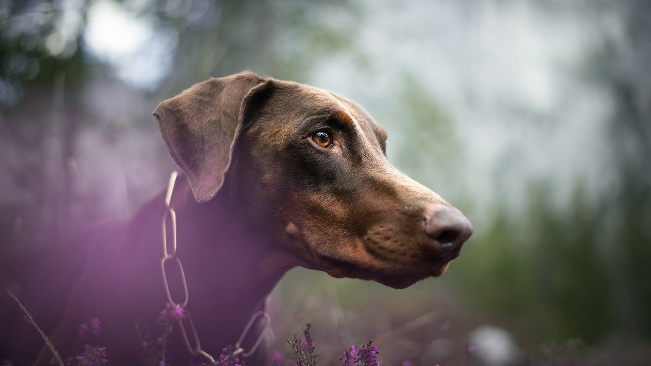 Обои цветы, мордочка, взгляд, собака, профиль, доберман, nicole trenker fotografie, orellux, flowers, muzzle, look, dog, profile, doberman разрешение 2048x1235 Загрузить