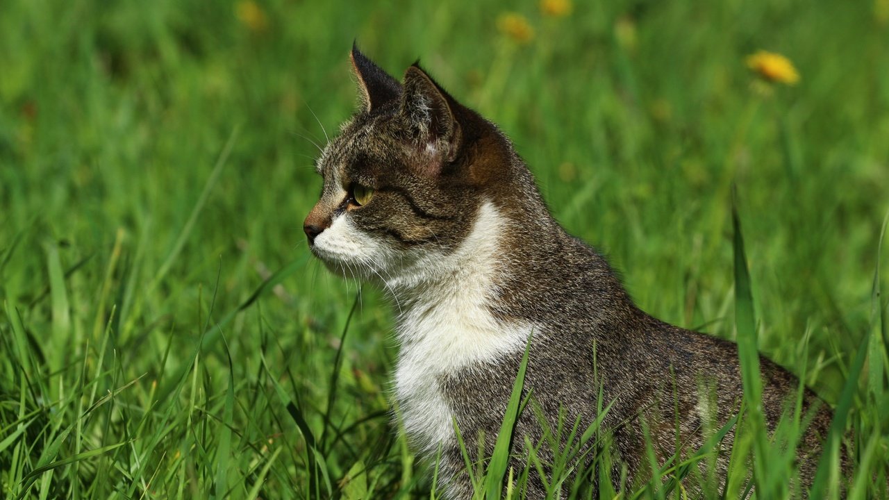 Обои трава, зелень, кошка, взгляд, профиль, травка, grass, greens, cat, look, profile, weed разрешение 1920x1280 Загрузить