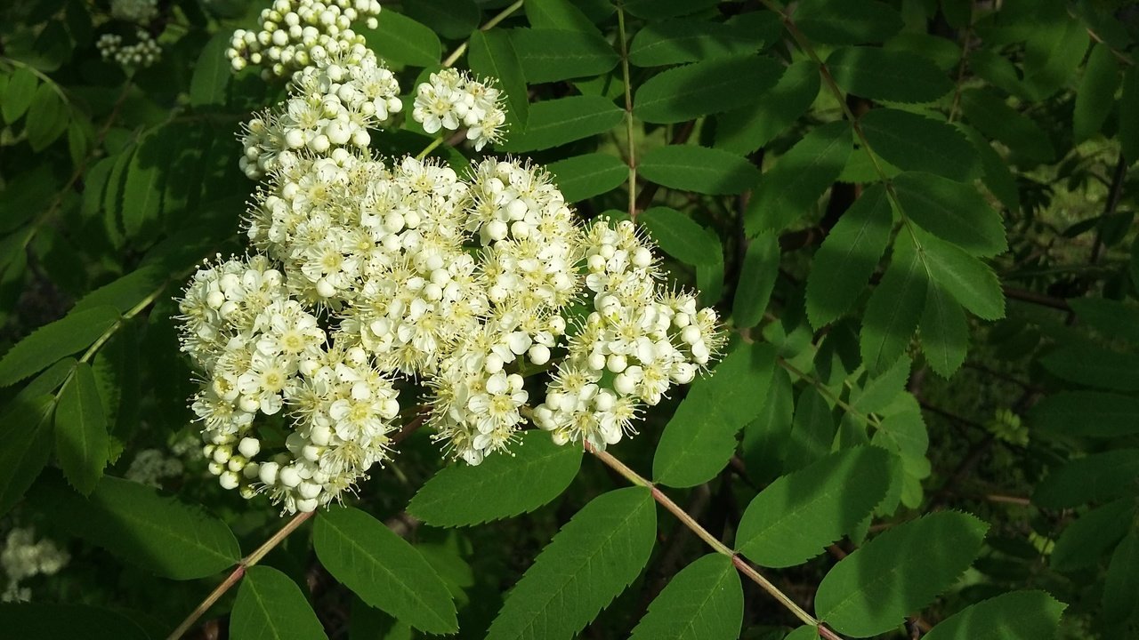 Обои зелень, листва, весна, рябина, белые цветы, greens, foliage, spring, rowan, white flowers разрешение 3264x1836 Загрузить