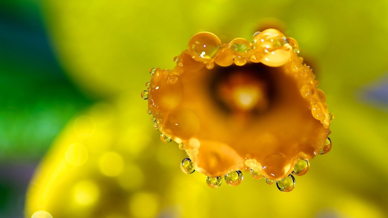 Обои желтый, макро, цветок, роса, капли, нарцисс, yellow, macro, flower, rosa, drops, narcissus разрешение 1920x1200 Загрузить