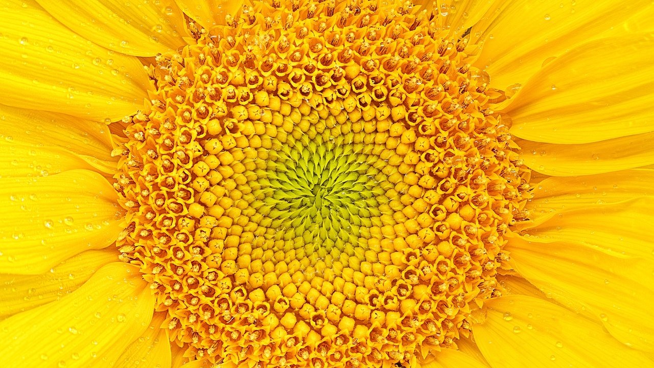 Обои желтый, макро, цветок, лепестки, подсолнух, yellow, macro, flower, petals, sunflower разрешение 2048x1480 Загрузить