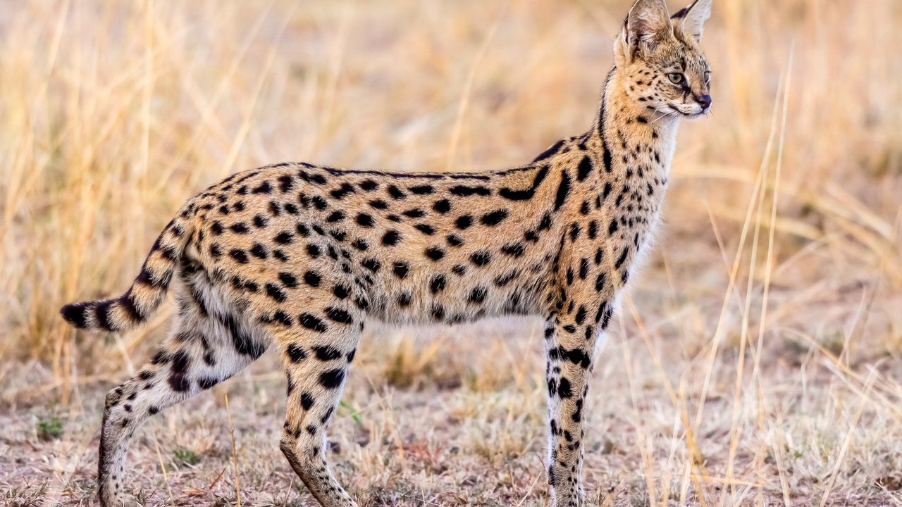 Обои животные, грация, сервал, animals, grace, serval разрешение 2500x1655 Загрузить