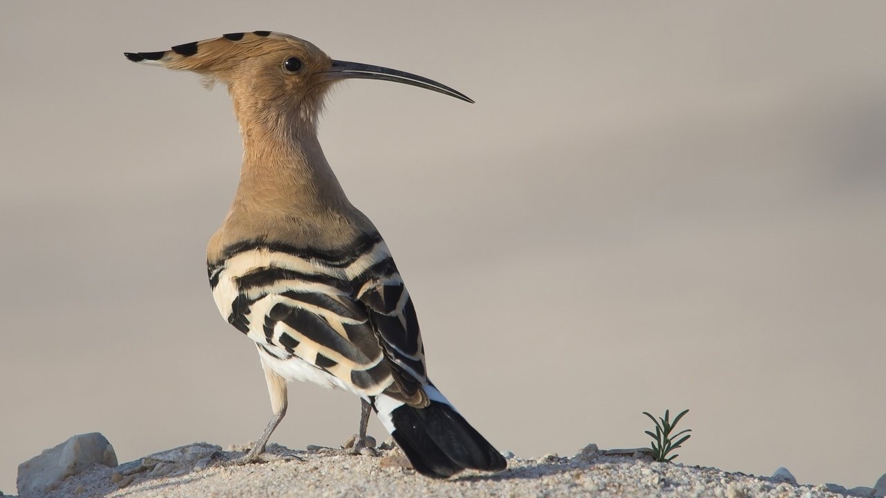 Обои животные, птица, клюв, перья, удод, animals, bird, beak, feathers, hoopoe разрешение 2048x1242 Загрузить