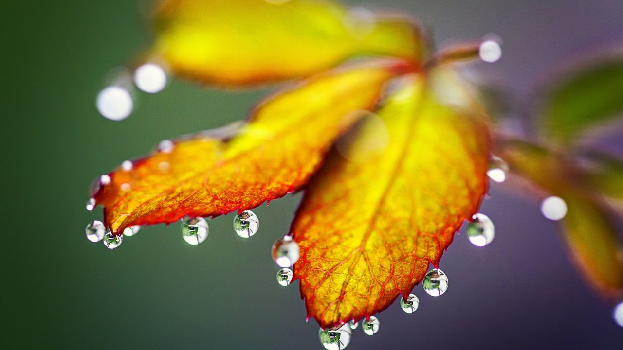 Обои природа, листья, макро, капли, осень, nature, leaves, macro, drops, autumn разрешение 5184x3456 Загрузить