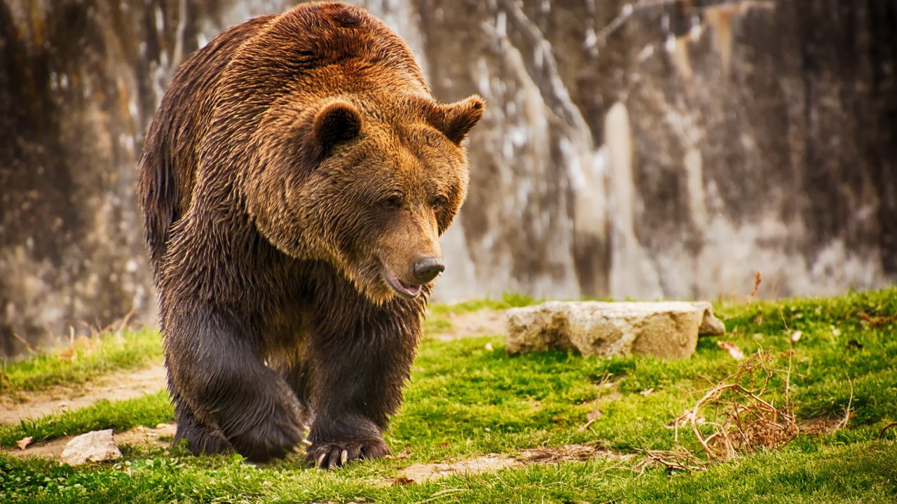 Обои морда, трава, лапы, медведь, мокрый, бурый медведь, face, grass, paws, bear, wet, brown bear разрешение 2560x1707 Загрузить