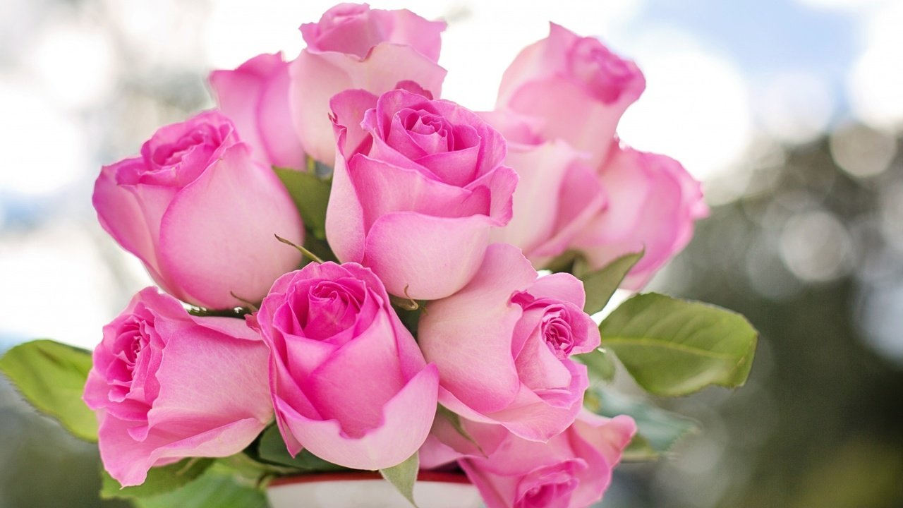 Обои цветы, бутоны, листья, розы, лепестки, розовые, flowers, buds, leaves, roses, petals, pink разрешение 2048x1125 Загрузить