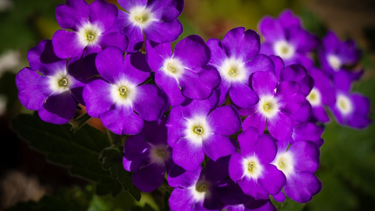 Обои цветы, лепестки, фиолетовые, вербена, flowers, petals, purple, verbena разрешение 4608x3456 Загрузить