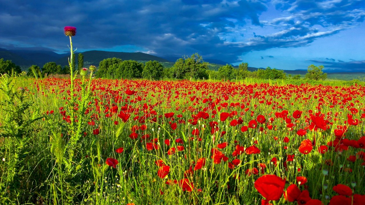 Обои небо, цветы, облака, поле, лето, маки, чертополох, маковое поле, the sky, flowers, clouds, field, summer, maki, thistle, poppy field разрешение 2560x1707 Загрузить