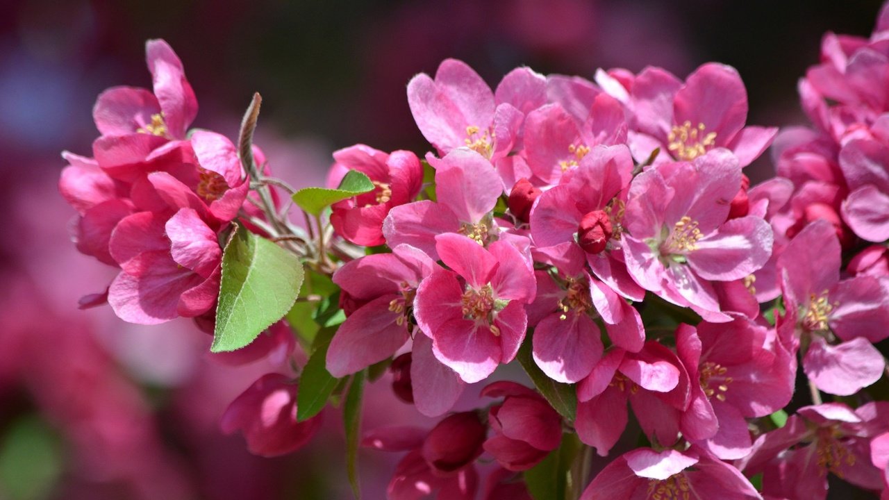 Обои цветы, ветка, дерево, цветение, лепестки, весна, flowers, branch, tree, flowering, petals, spring разрешение 2048x1357 Загрузить