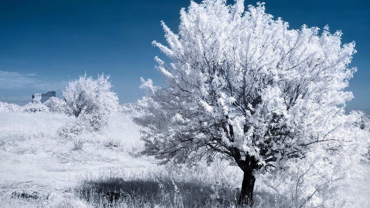 Обои дерево, листья, франция, прованс, инфракрасный снимок, tree, leaves, france, provence, infrared the разрешение 2048x1366 Загрузить